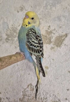 Andulky vlnkované - 9