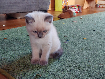 Koťátka – britská kočka - 9