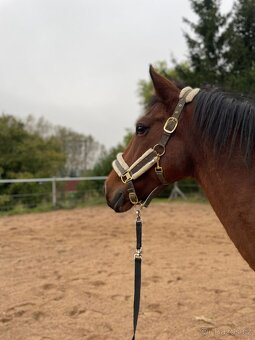 Sportovní PONY B - 9