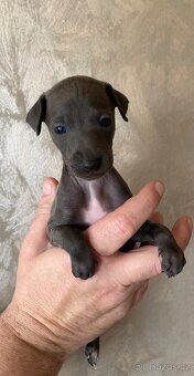 Italský chrtík - 9