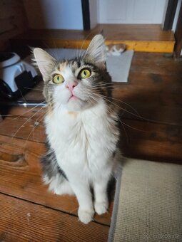 Mainská mývalí - koťata křížený - 9