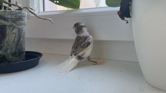 Nabízím samička narozeniny 6/2025. - 9