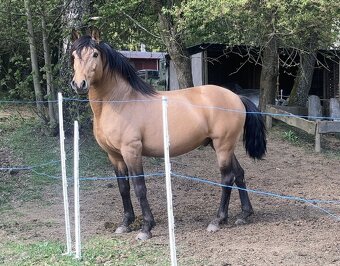 Připouštění Lusitano hřebcem - 9