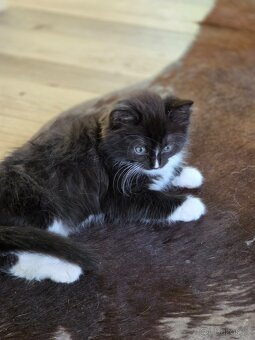 Daruji Ragdoll koťátka - kříženec - 9