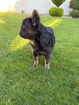 Francouzsky buldoček blue tan dlhosrstá big rope fenka - 9