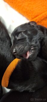 Flat Coated Retriever - štěňátka s PP + možnost lekcí zdarma - 9