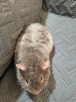 Morče samec hladký a US Teddy - 9