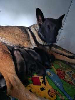 Belgický ovčák Malinois - štěňata (Německý ovčák podíl 25%) - 9