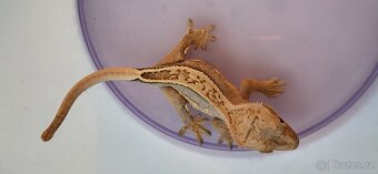 AKCE HALLOWEEN Pagekon řasnatý Correlophus cilliatus - 9