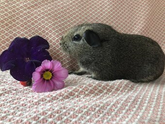 Morče - morčátko - 9