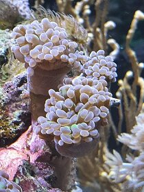 Mořské korály - 9