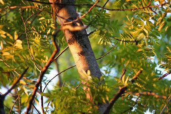 Objektiv Nikkor ED 300mm f/4.5 AiS - 9