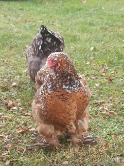 Brahmánka velká - 9