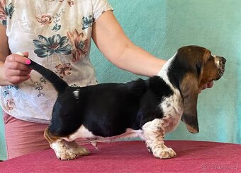 Štěňata Bassethound s PP - 9