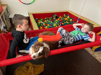 MINIATURNÍ AMERICKÝ OVČÁK - psi - 9