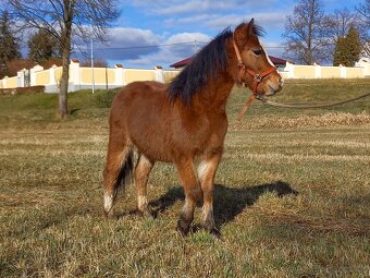 Welsh Mountain pony - 9