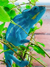 Furcifer Pardalis Nosy Be High blue - 9