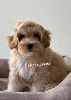 Maltipoo F1 Caramel male pejsek Martin - 9
