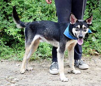 FLOKY K ADOPCI - 1 ROK, HRAVÝ,MILÝ,VHODNÝ K DĚTEM - - 9