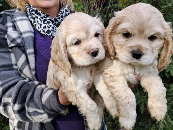 Americký kokršpaněl-štěňátka/ American cocker spaniel - 9