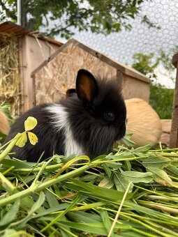 Zakrslí králíčci, zakrslý králík - 9