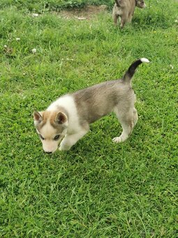 Sibiřský Husky - štěňátka - 9