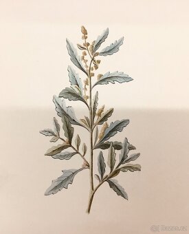 90 originalnich maleb rostlin z roku 1900 - 9