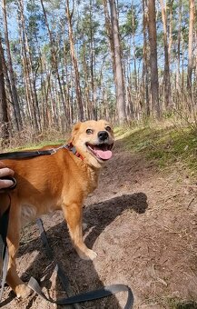 PINGI K ADOPCI - akční veselý mazel, vhodný k dětem - 9