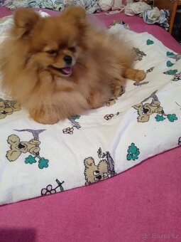 POMERANIAN - 9