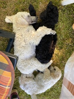 Pudl královský, pudl velký královský - 9