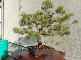 bonsai, bonsaj - 9