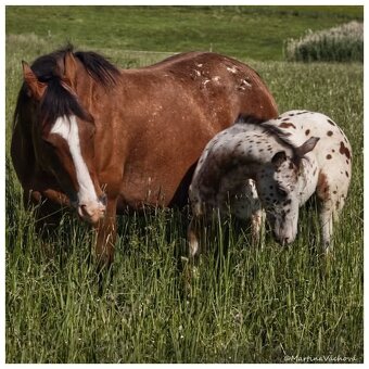 Appaloosa s PP- letošní hřebeček "Nio" na prodej - 9