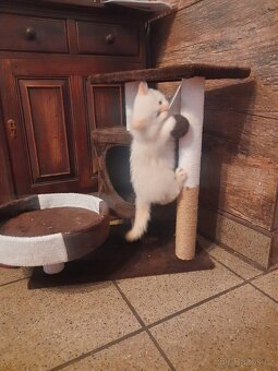 Sibiřská kočka, Něvská maškaráda - 9