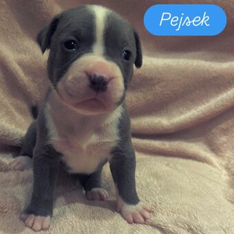American Bully XL štěňata s PP - 9