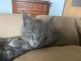 Čistokrevné mainské mývalí koťátko - blue smoked - holčička - 9