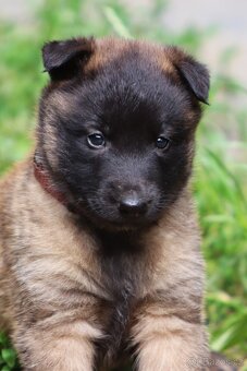 Belgický ovčák - Malinois - fenky s PP - 9