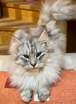 Mainská mývalí křížená koťátka - 9