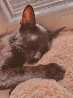 Kocourek Balerion hledá nový domov - 9