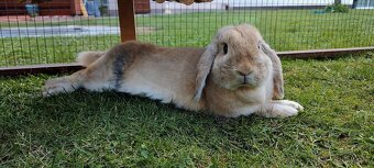 Zakrslý beránek – mláďata k odběru 🐰 - 9