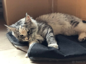 Mainská mývalí sPP - 9