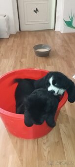 Bernský salašnický pes štěňata bez PP - 9