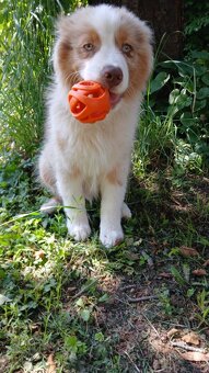 Australský ovčák s PP - red merle - 9