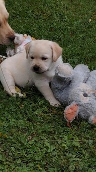 Labradorský retriever - 9