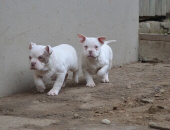 American bully pocket / standard - 9