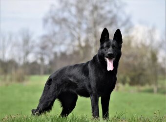 Německý ovčák štěňata s PP - feny - 9