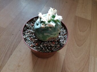 Kaktus Lophophora Diffusa - lofofora - ježunka - 9