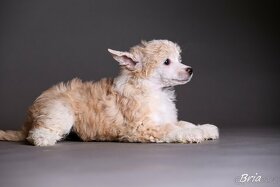 Čínsky chocholatý pes - šteniatka - 9