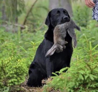 Labradorský retrívr s PP - 9