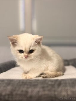 Britska koťata - 9