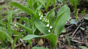 Ostřice, ibišek, huseník, orlíček, břečťan, touleň... - 9